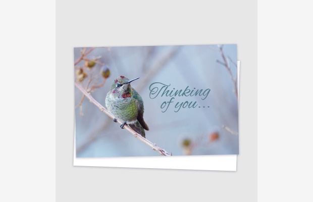 Thinking of You - Hummingbird